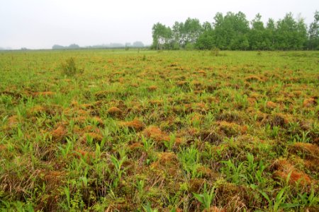 Haircap Moss Wetland
