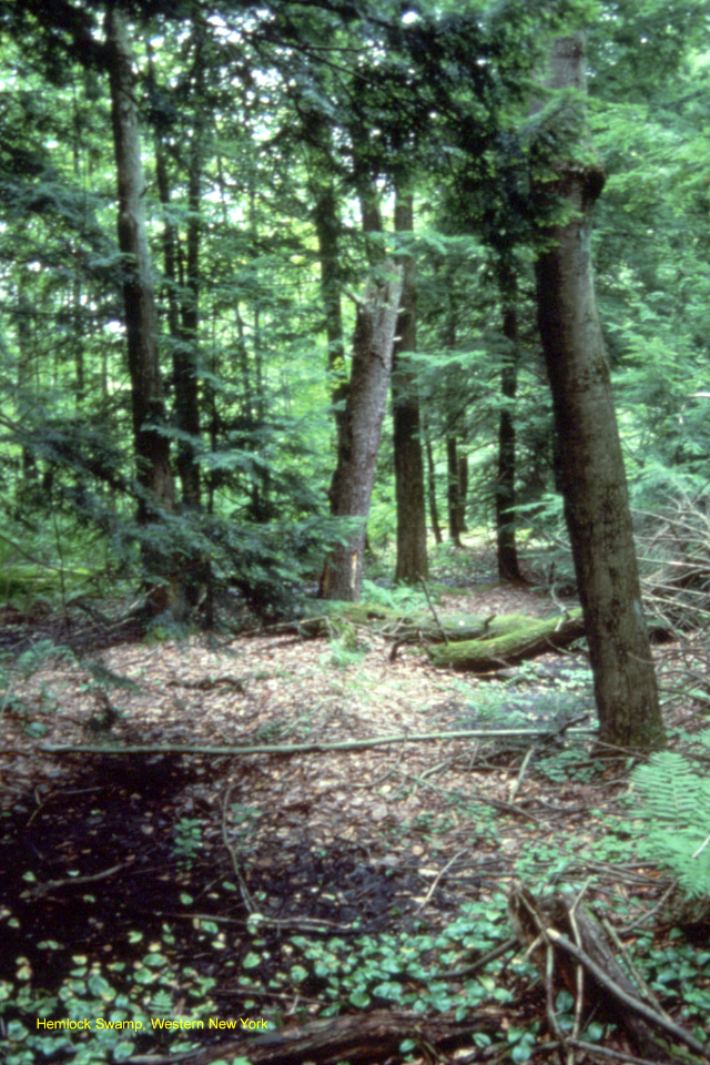 Hemlock Swamp, Western NY