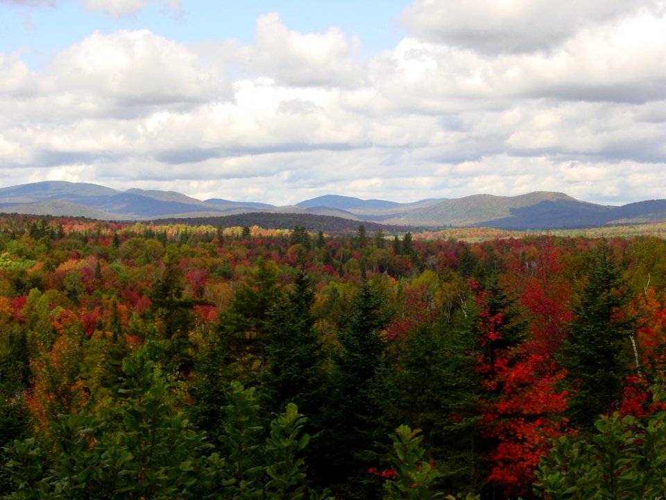 Fall Foliage