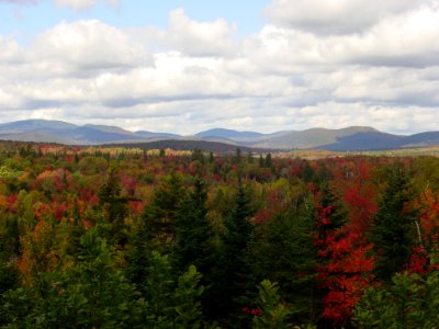 Fall Foliage