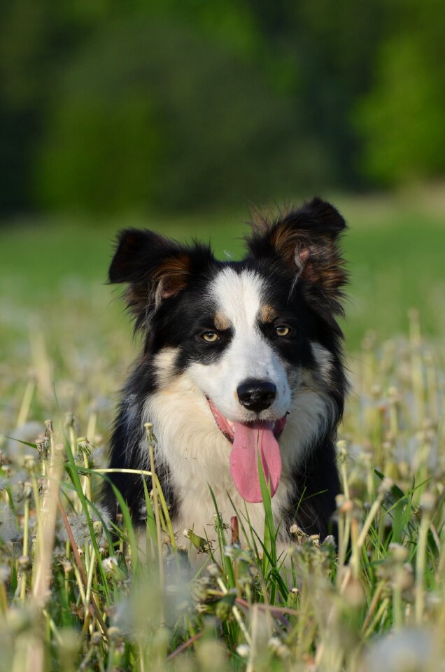 Dog summer dandelion meadow