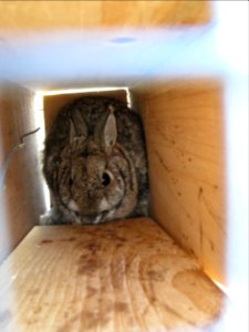 Finding New England cottontails