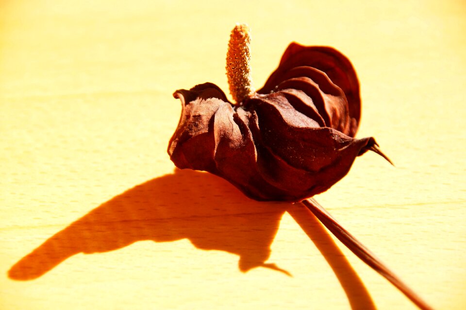 Shades of brown autumn shadow