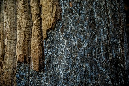 Burned Cottonwood Tree Bark