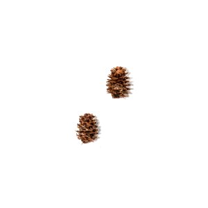 Western larch (Larix occidentalis)