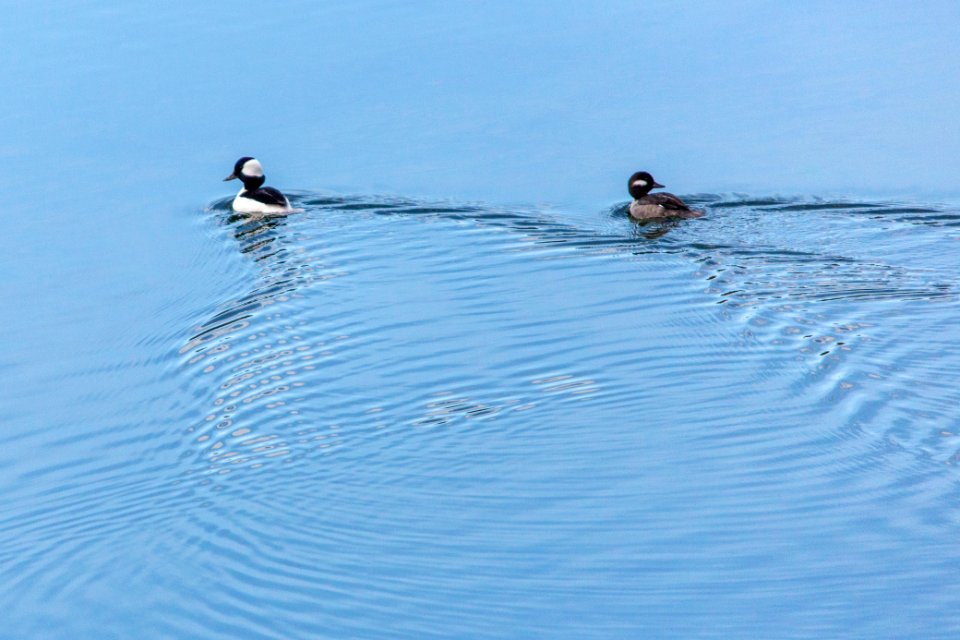 Bufflehead pair - Bucephala albeola (2)