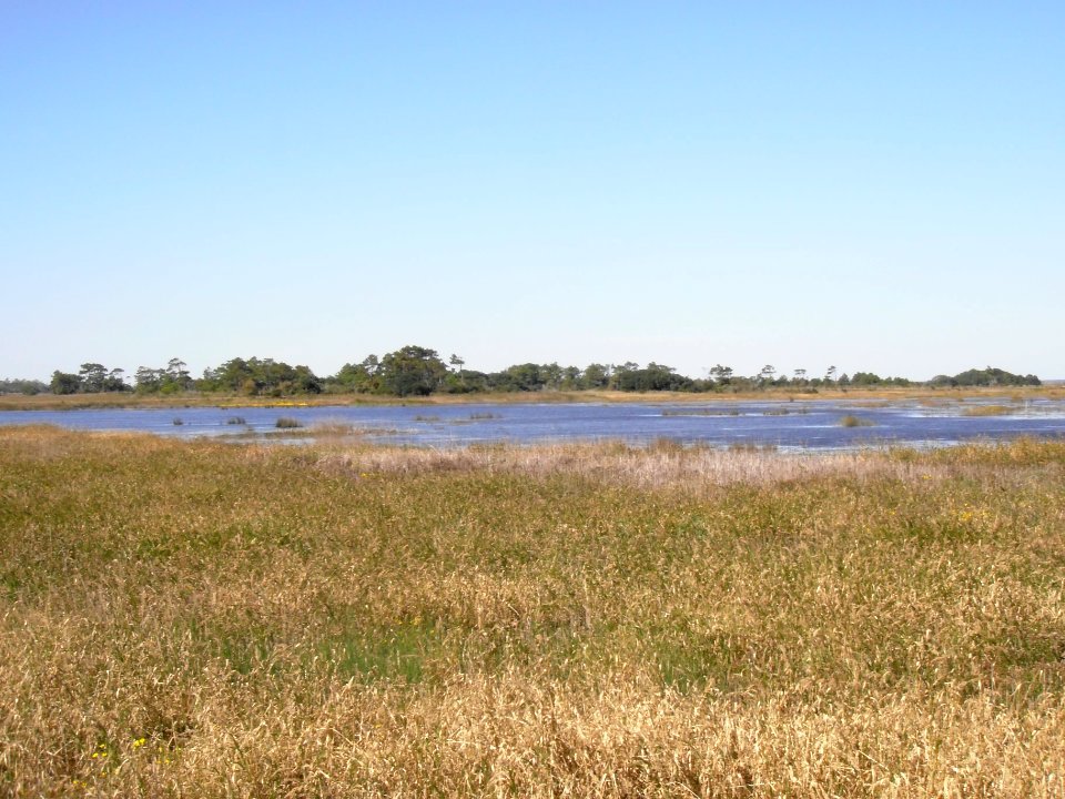Marsh photo