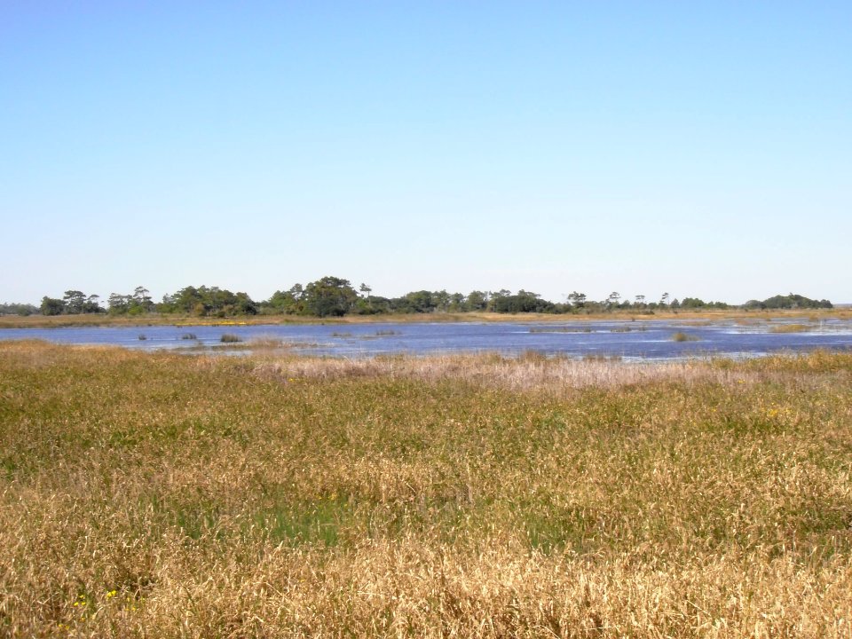 Marsh