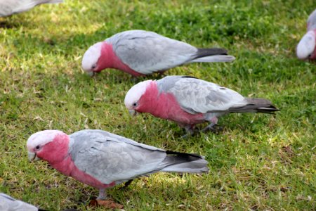 Galah. Cacatua roseicapilla