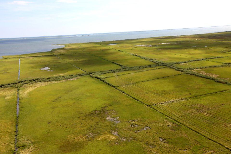 More marsh at Wertheim National Wildlife Refuge