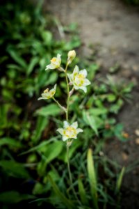 Anticlea elegans, formerly Zigadenus elegans, is also known as mountain deathcamas, elegant camas or "alkali grass". It is not a grass (though its leaves are grass-like), but belongs to the trillium family, Melanthiaceae.