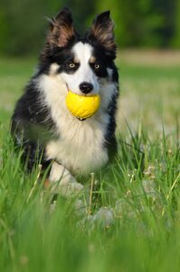 Dog summer dandelion meadow photo