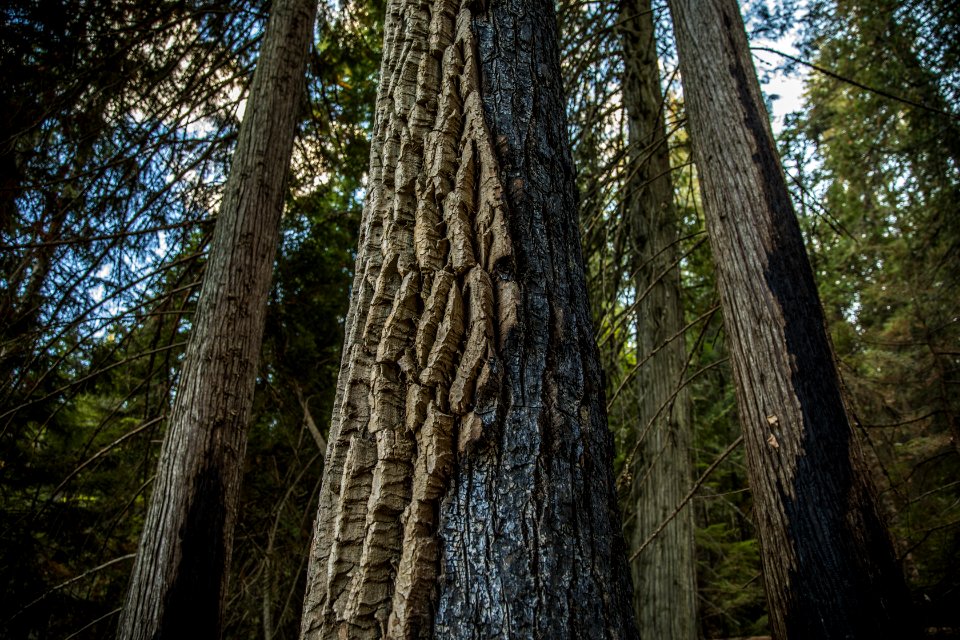 Burned Tree Bark