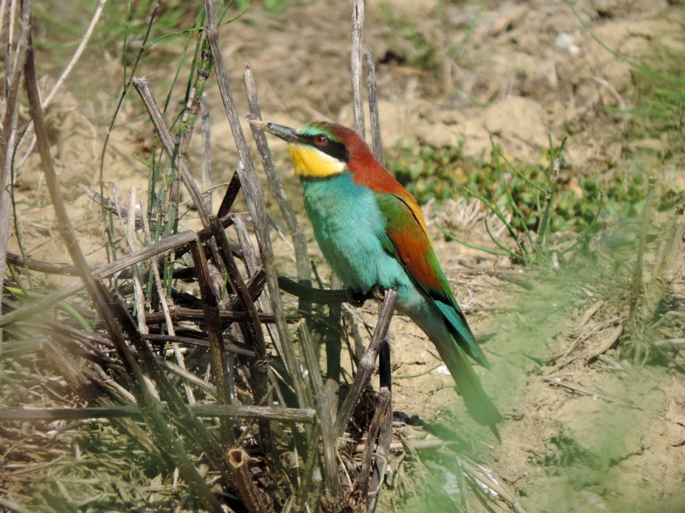 BEE EATER GRUCCIONE MAREMMA ITALY MEROPS APIASTER