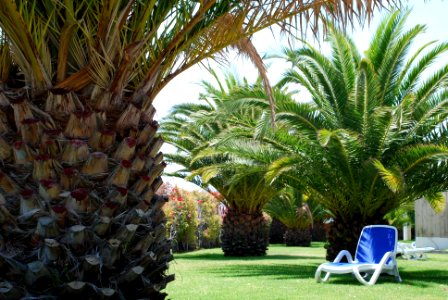 PALMERAS CANARIAS/CANARIAN PALM TREES photo