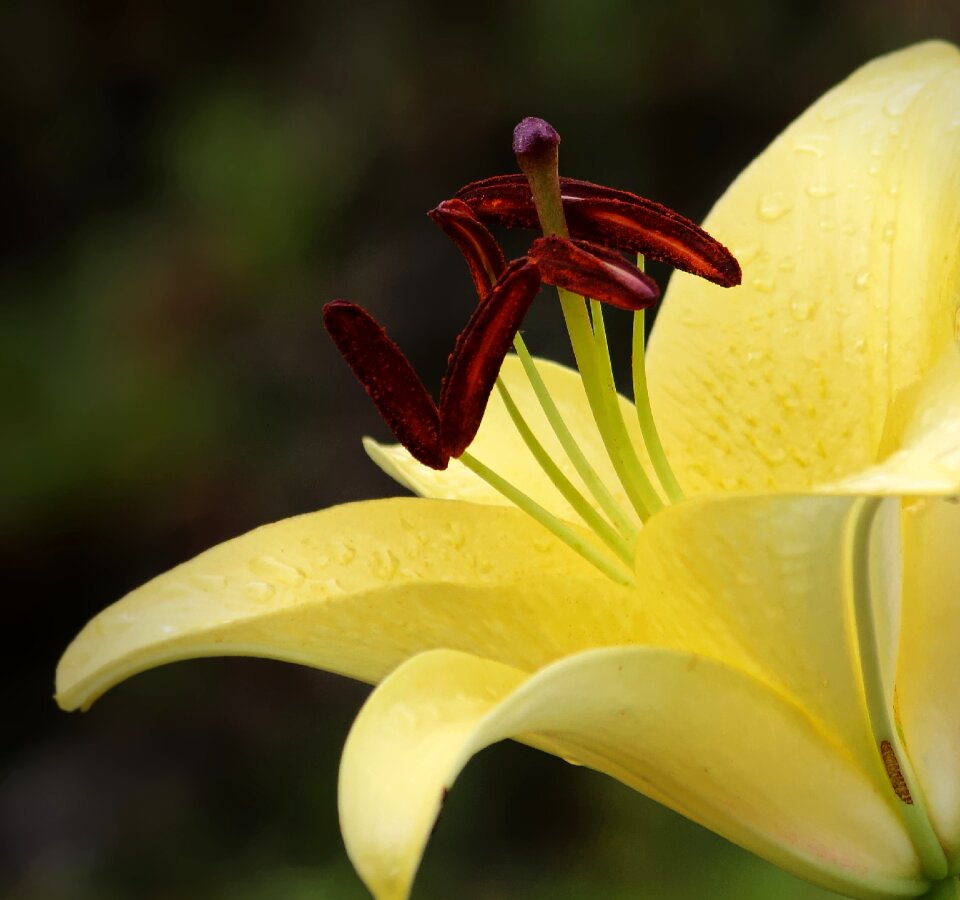 Nature yellow detail of