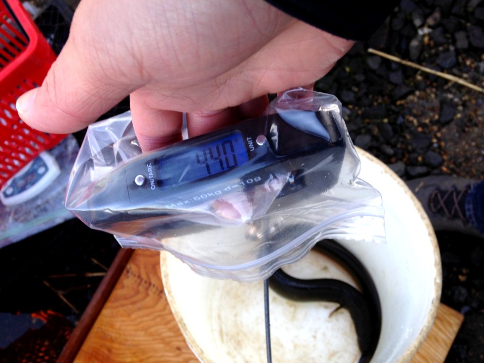Wreck Pond fish monitoring - weighing eels (New Jersey)