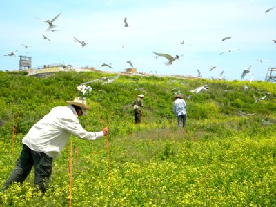 Great Gull Island, NY