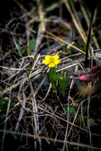 Buttercup Spring 2018