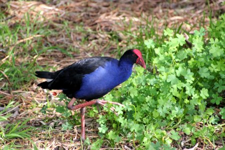 Purple Swamphen. Porphyrio porphyrio