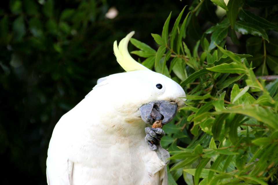 Sulphur-crested Cockatoo. Caratua galerita