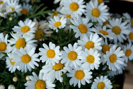 Summer bloom plant