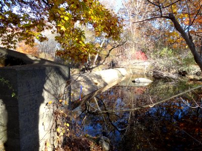 White Rock Dam before removal - with impounded water in foreground