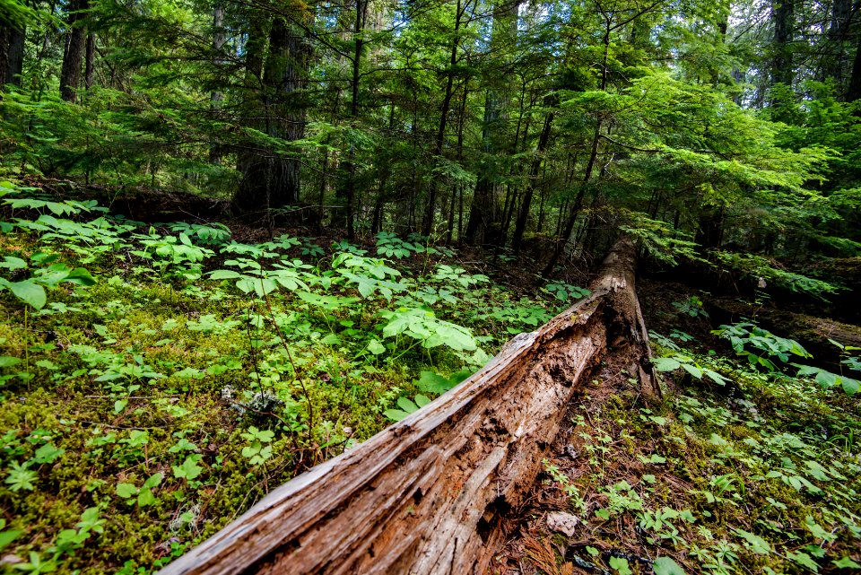 Forest Floor- Long Fallen Desicating Long Of Doom