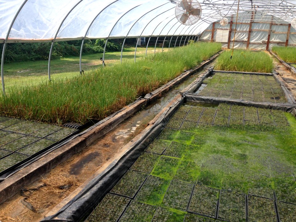 Water's edge nusery at Prime Hook
