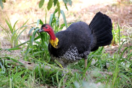 Australian Brush-turkey. Alectura lathami photo