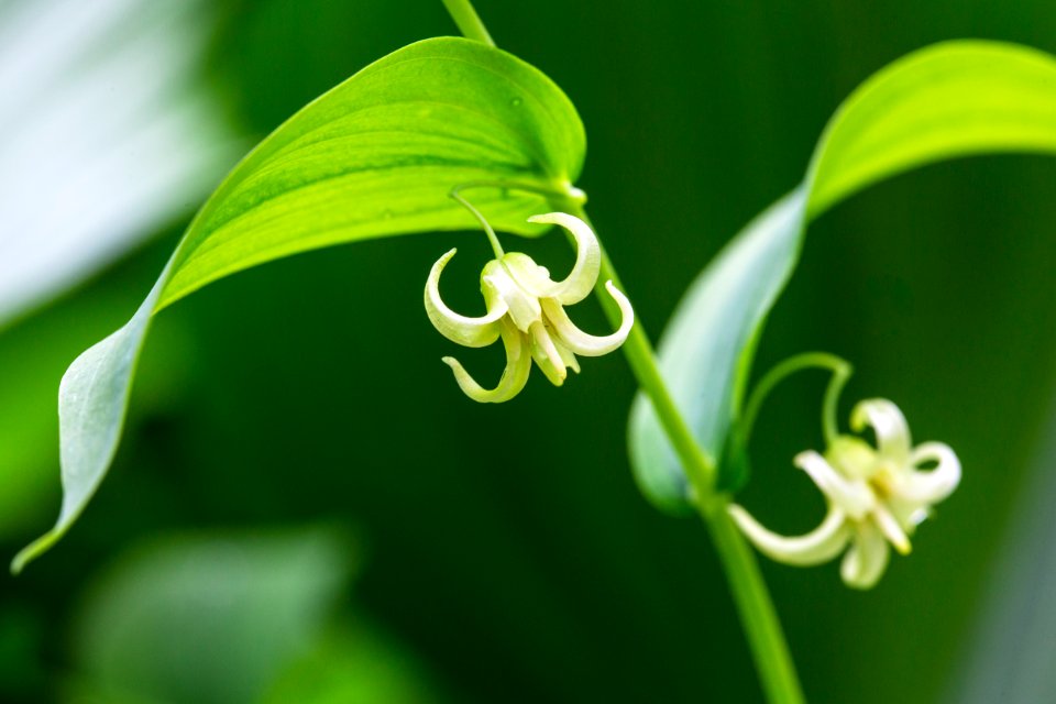 Twisted Stalk - Streptopus amplexifolius