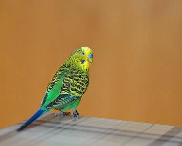 Green green bird animals