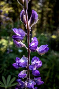 Lupine Flower Detail photo