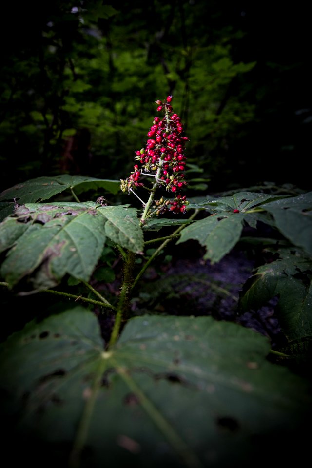Devil's club or devil's walking stick (Oplopanax horridus)