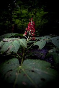 Devil's club or devil's walking stick (Oplopanax horridus) photo