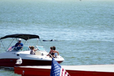 Dolphins at John's Pass photo