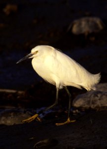 Snowy Egret photo