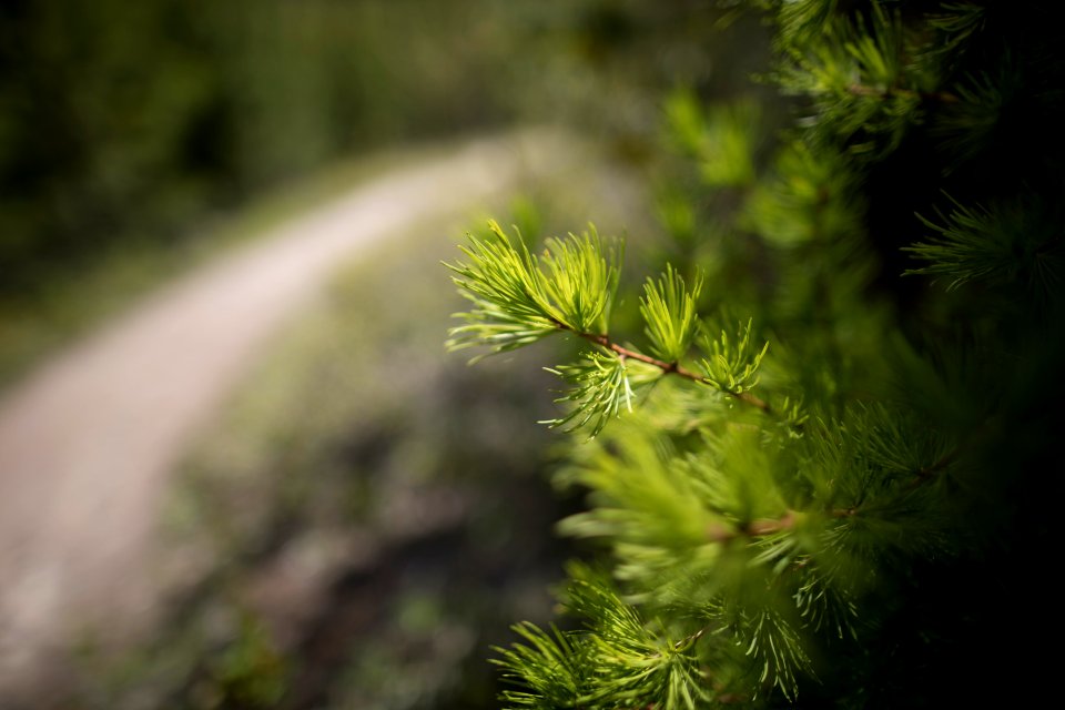 Fresh Larch Needles
