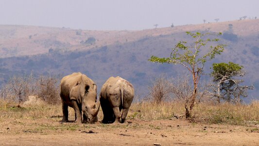Rhino wild animal national park photo