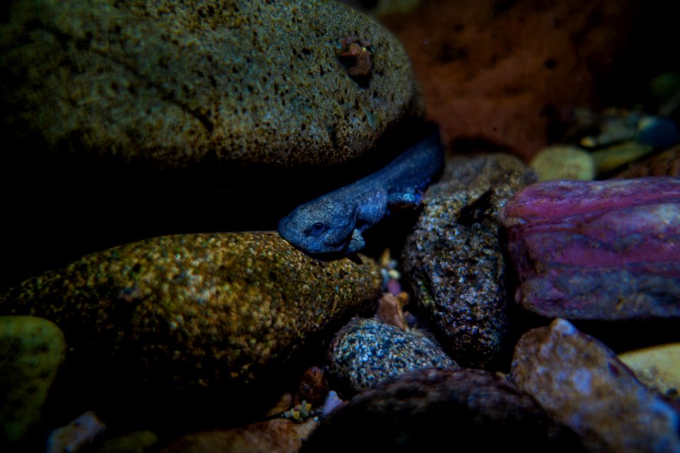 Rocky Mountain Tailed Frog (Ascaphus montanus)