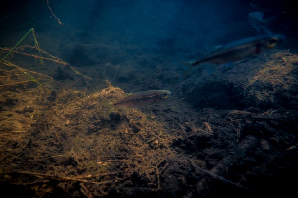 Redside Shiner - Richardsonius balteatus