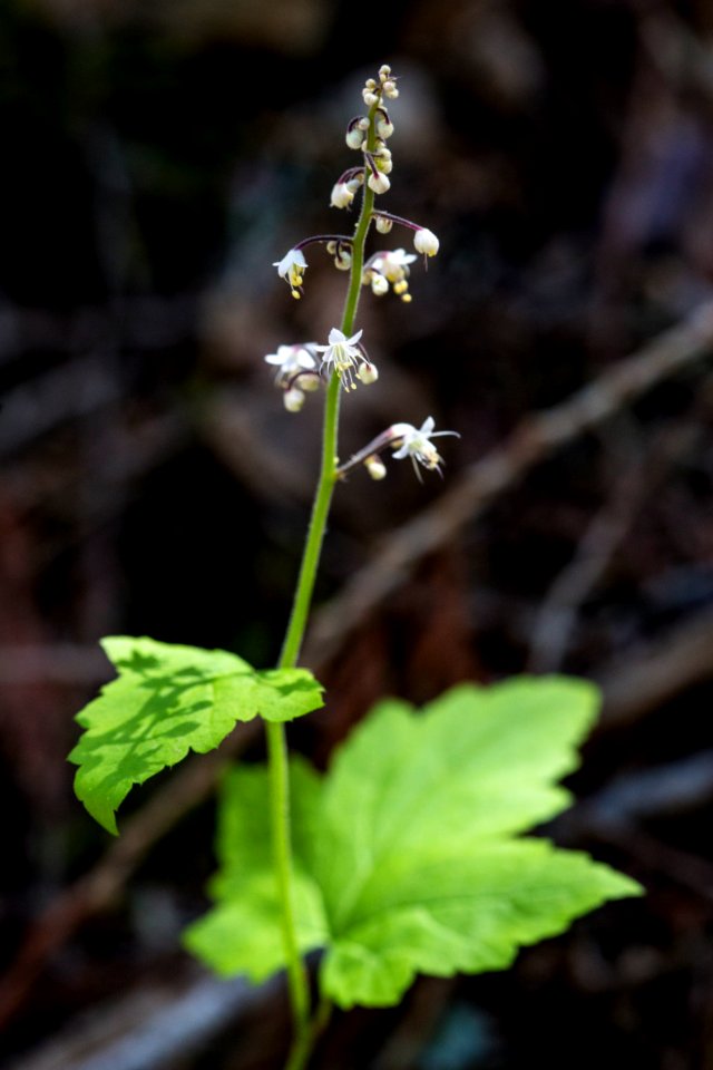 Foamflower - Tiarella trifoliata