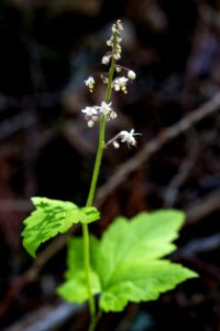 Foamflower - Tiarella trifoliata photo
