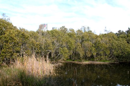 Avicennia marina. Grey Mangrove photo