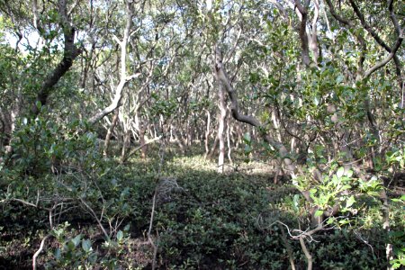 Avicennia marina. Grey Mangrove