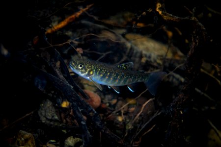 Brook Trout (Salvelinus fontinalis)