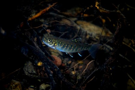 Brook Trout (Salvelinus fontinalis) photo