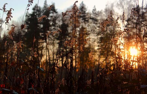 Sunset nature evening photo