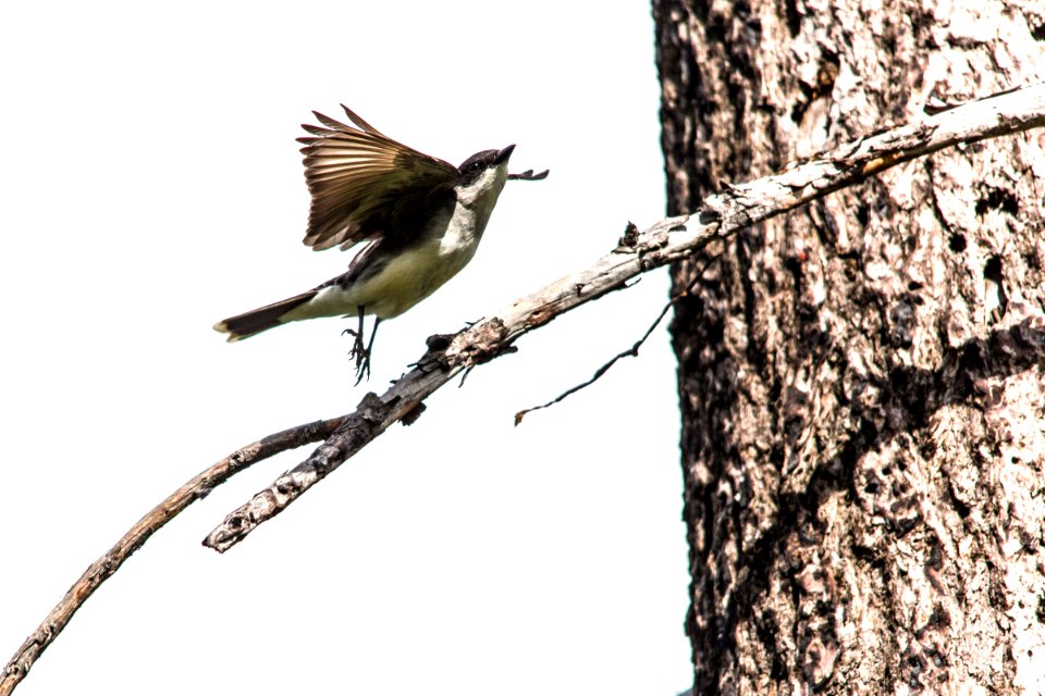 Eastern Kingbird Takeoff - Tyrannus tyrannus