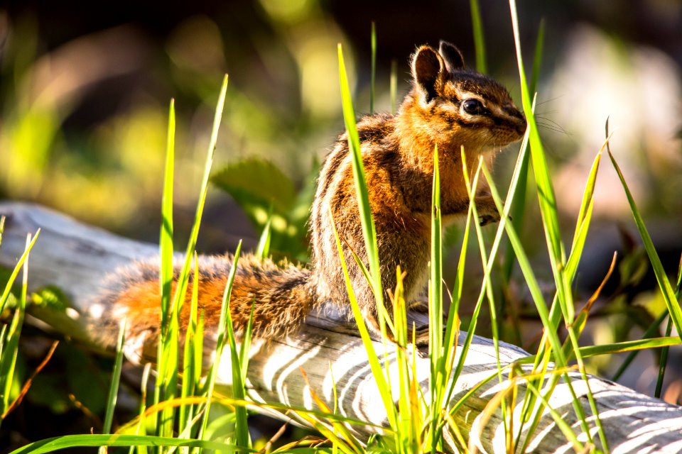 Least Chipmunk - Tamias minimus